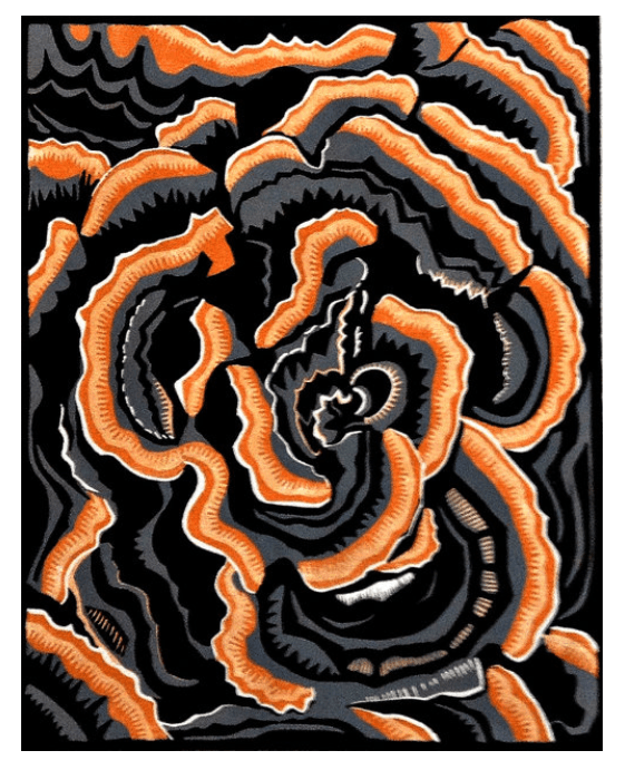 Turkey-Tail Bracket Fungus