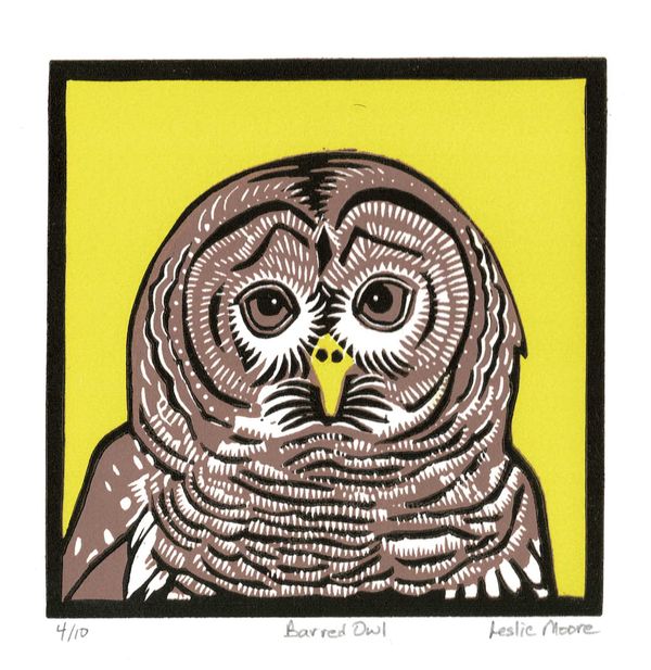 Barred Owl